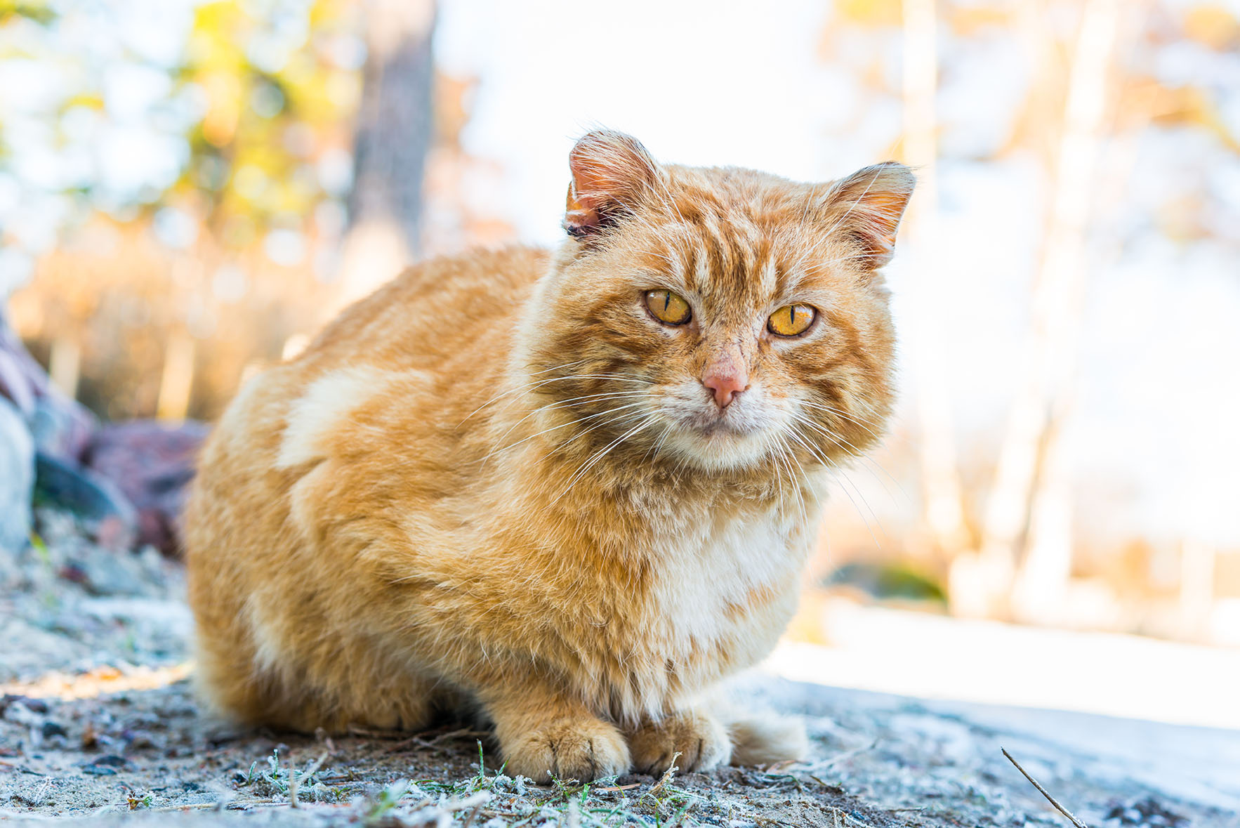 oude cat_Georgii Shipin, Shutterstock