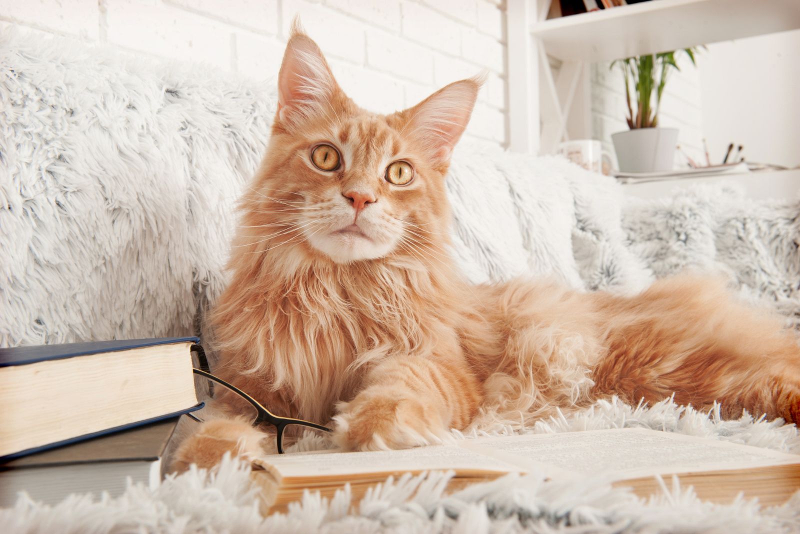 een mooie Maine Coon Cat ligt op een deken leunend op een boek