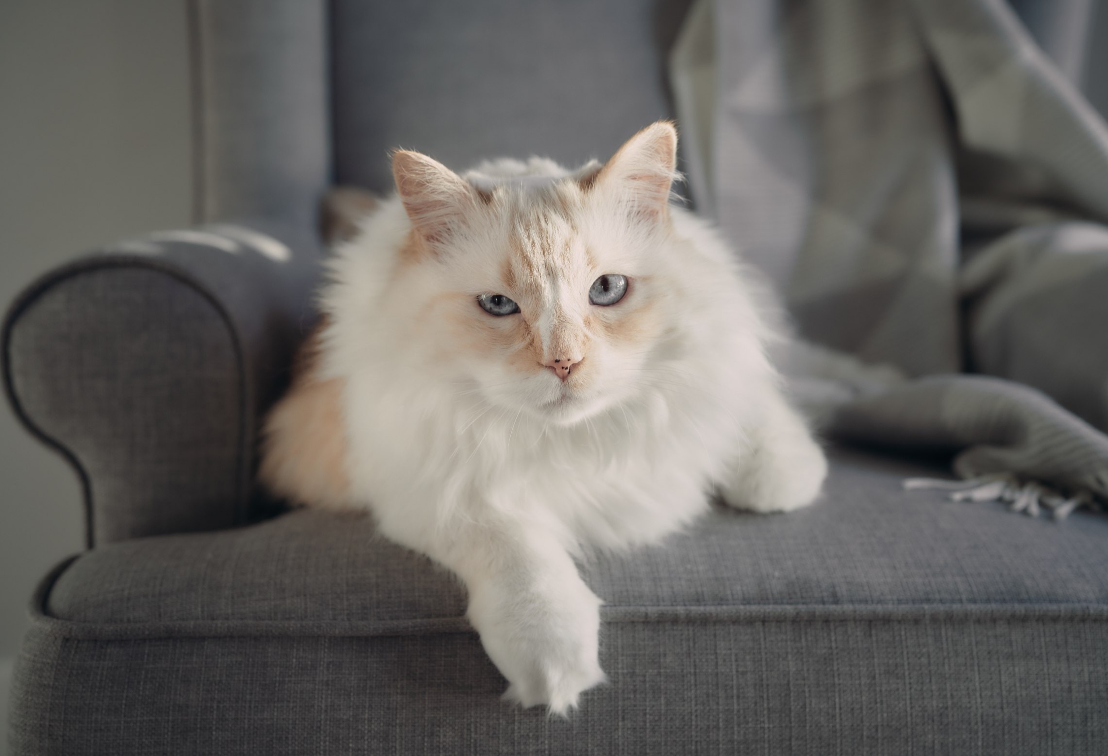 witte Himalaya Perzische kat liggend op stoel hepper