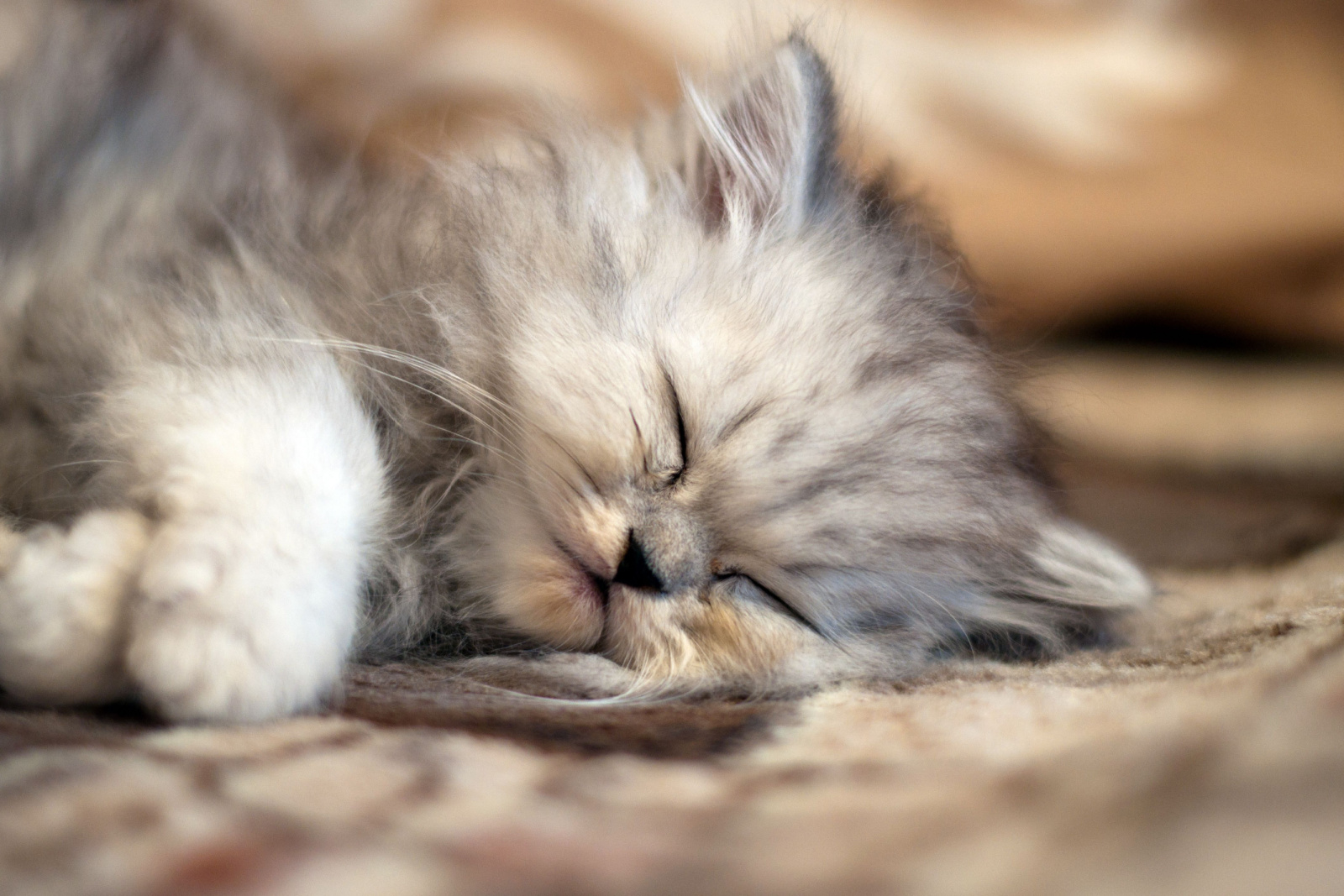 Kleine Perzische kat slapen