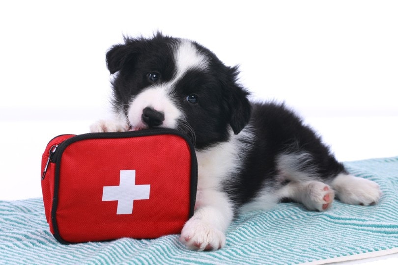zieke puppy met EHBO-kit