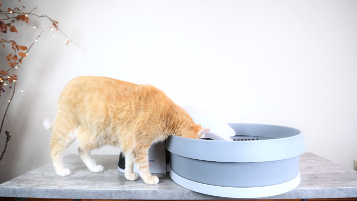 beweeglijkheid Kan worden berekend Uitstekend PetSafe Simply Clean Zelfreinigende Kattenbak Review