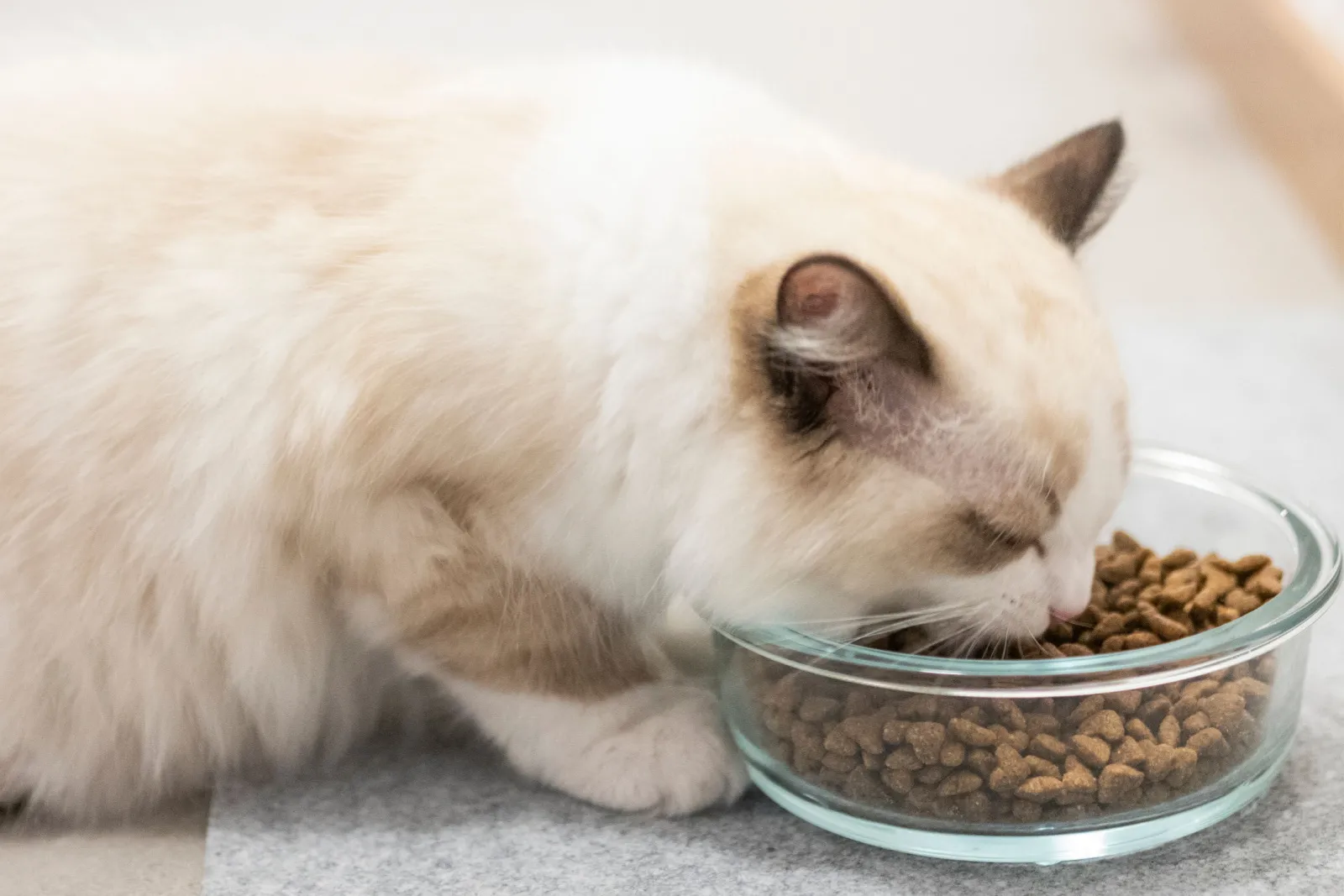 Een Ragdoll kat die kattenvoer eet
