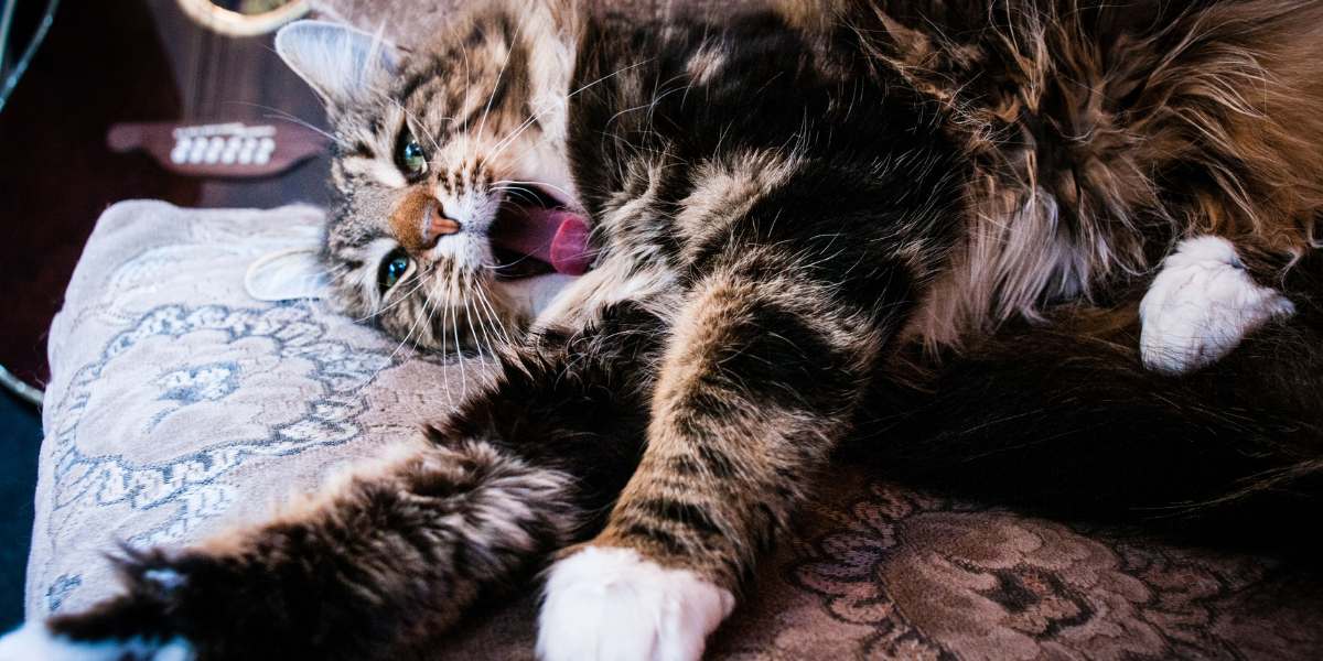 Slechte adem bij katten: oorzaken, symptomen, &behandeling