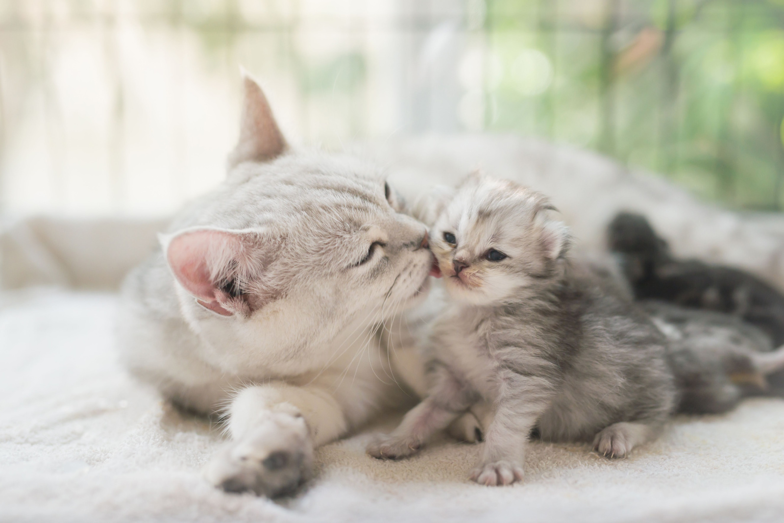 Amerikaanse korthaar kat die haar kitten met liefde kust