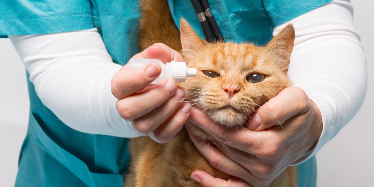 Tobramycine voor katten: Dosering &bijwerkingen