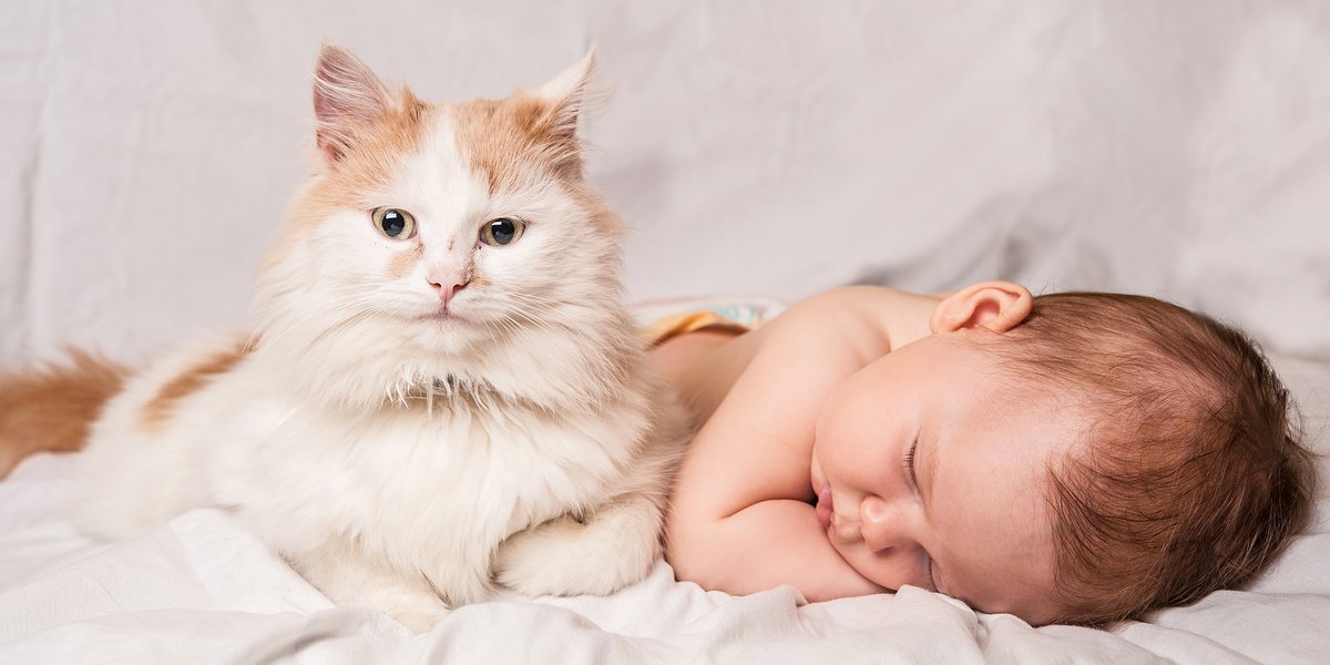 Top 10 tips om katten en baby's te helpen met elkaar om te gaan