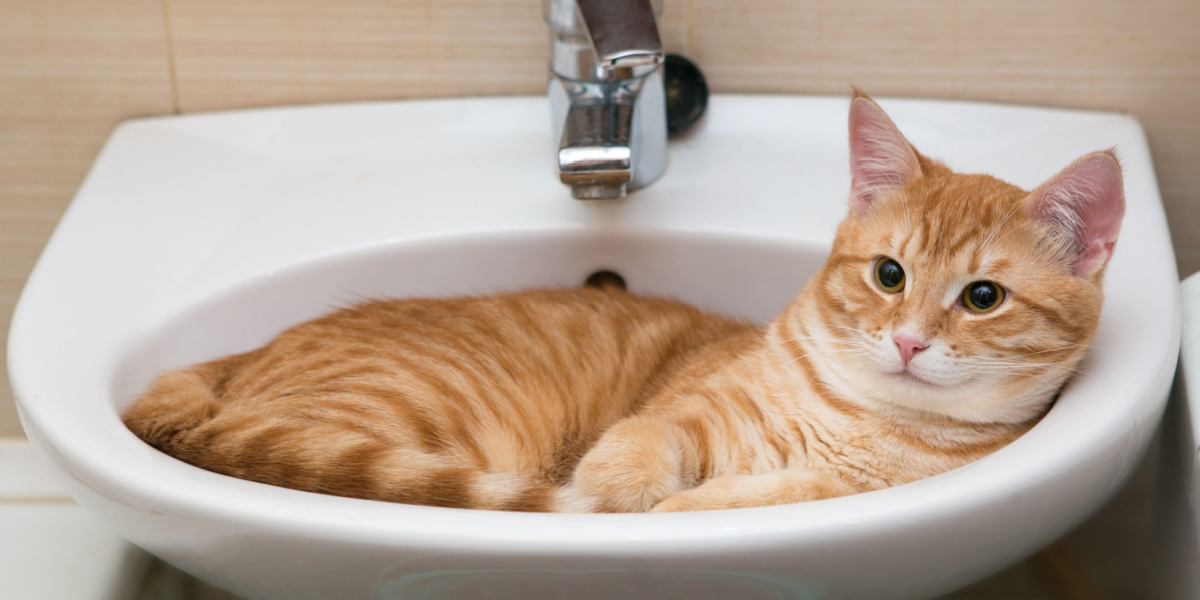 Waarom beschermt mijn kat me als ik naar de badkamer ga?