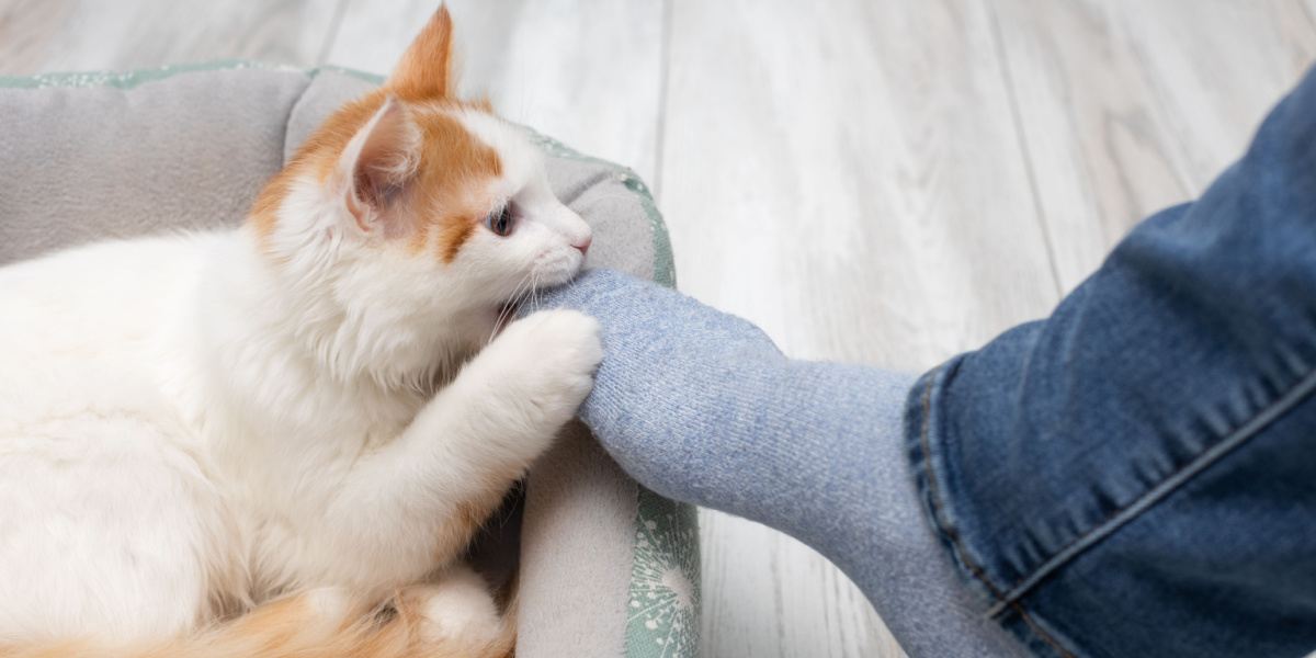 Waarom bijt mijn kat in mijn voeten?