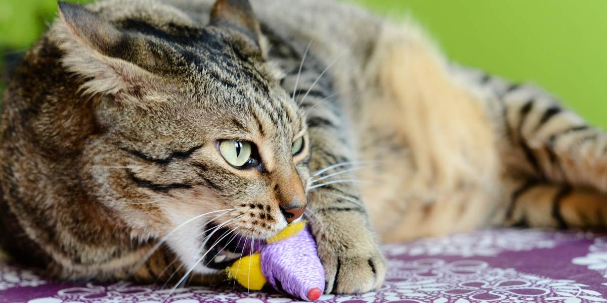 Waarom eten katten plastic? (En hoe ze te laten stoppen)