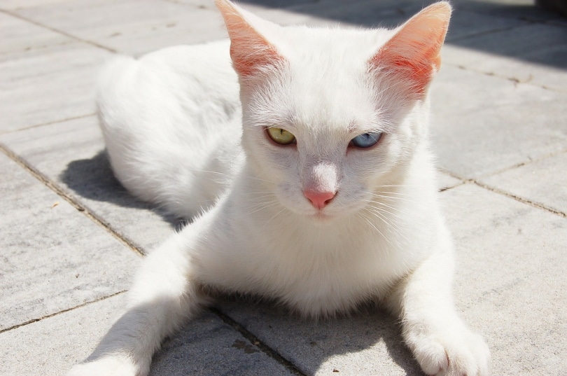 Kat met heterochromie zittend op betonnen vloer