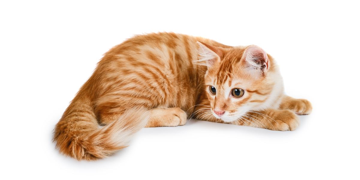 Waarom jagen katten hun staarten na?