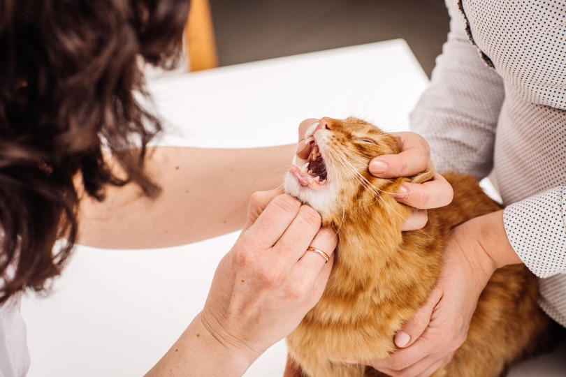 katten mond wordt gecontroleerd