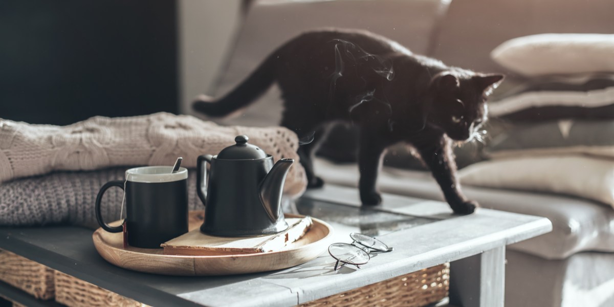 Waarom slaan katten dingen van tafels? 7 redenen waarom!