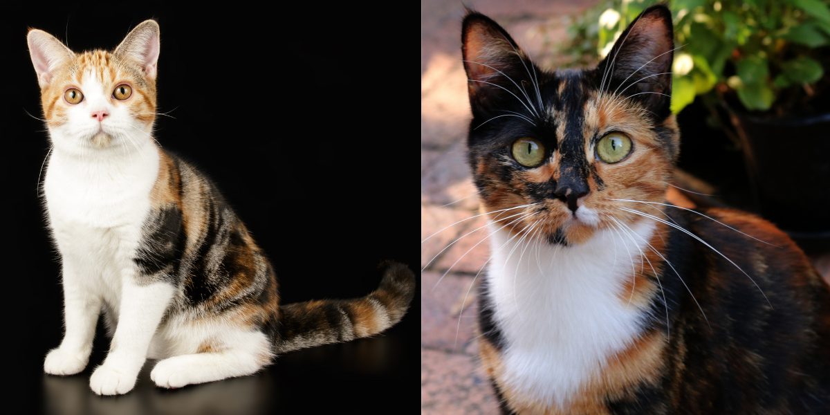 Wat is een Caliby Cat?