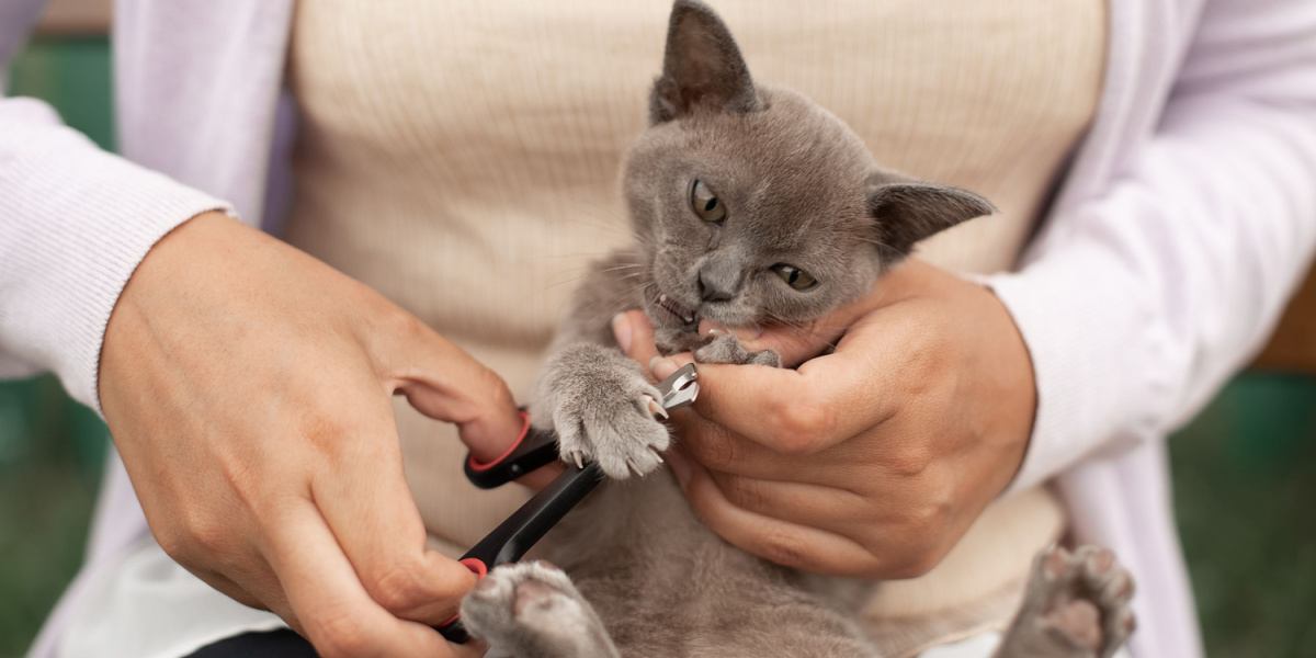 Wat te doen als uw kat u zijn nagels niet laat knippen