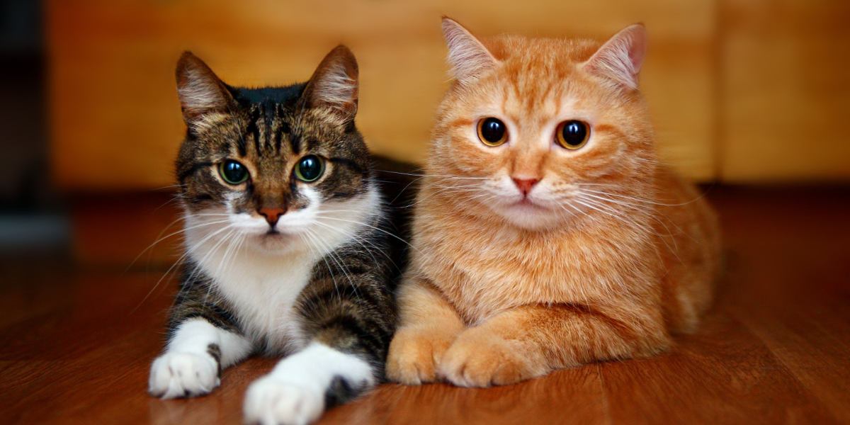 Worden katten jaloers op andere katten?