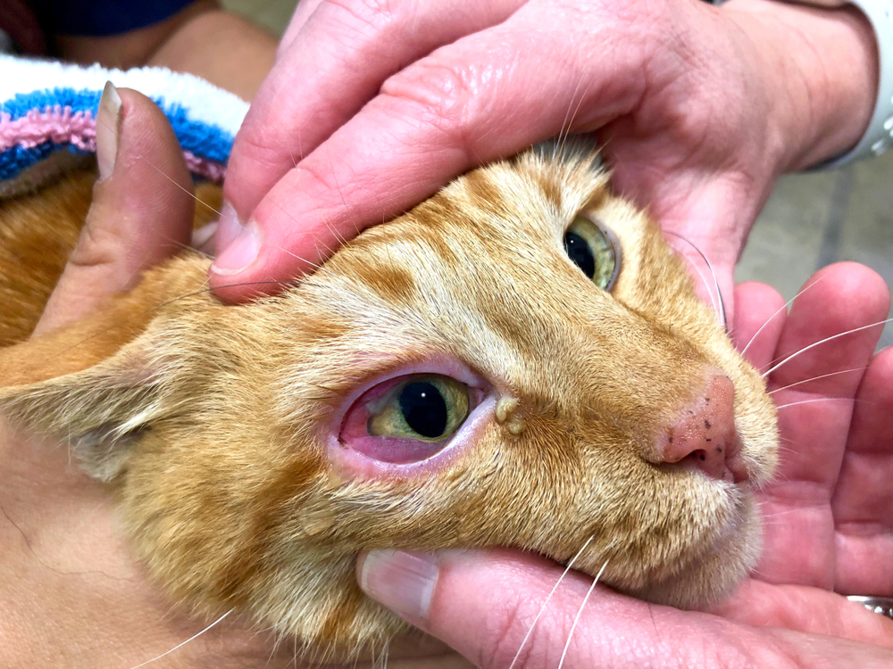Close-up van het gezicht van Orange Tabby Cat dat door meerdere handen wordt vastgehouden