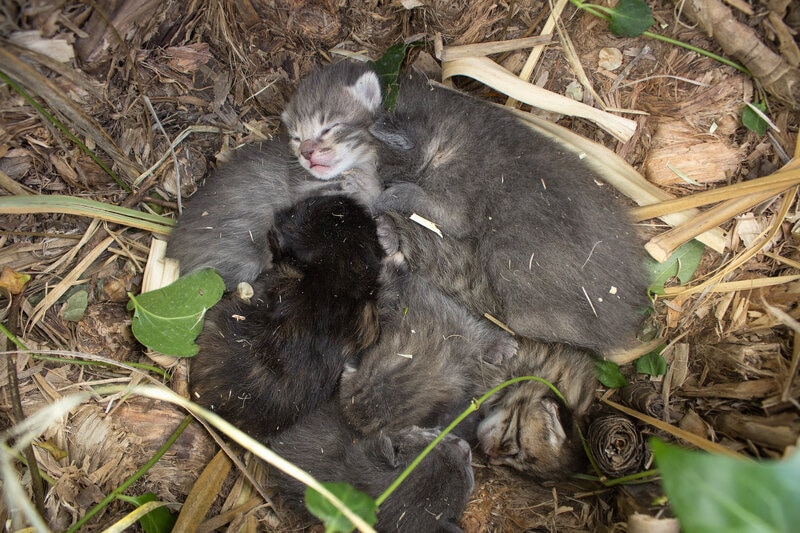 verlaten pasgeboren kittens