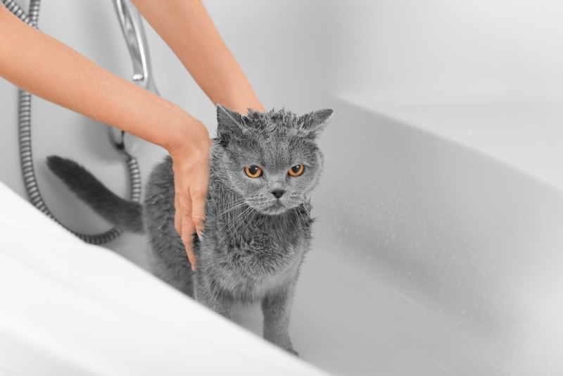 Britse korthaar kat die een bad neemt