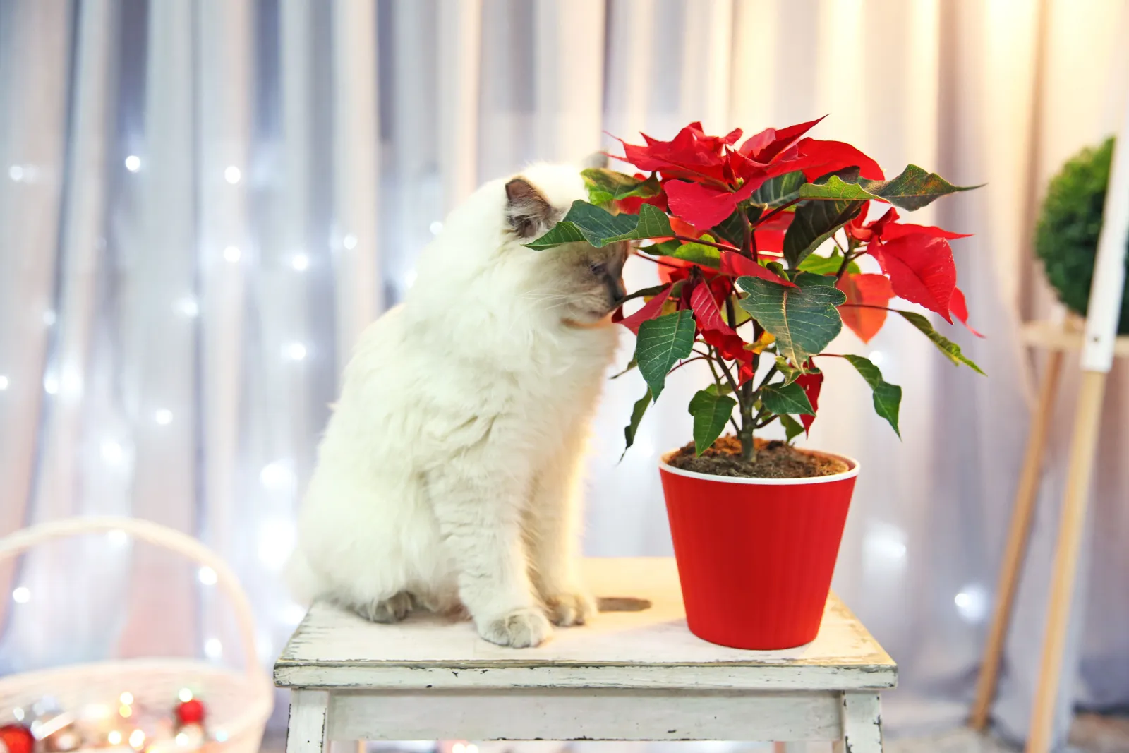 witte kat die een poinsettia-plant besnuffelt