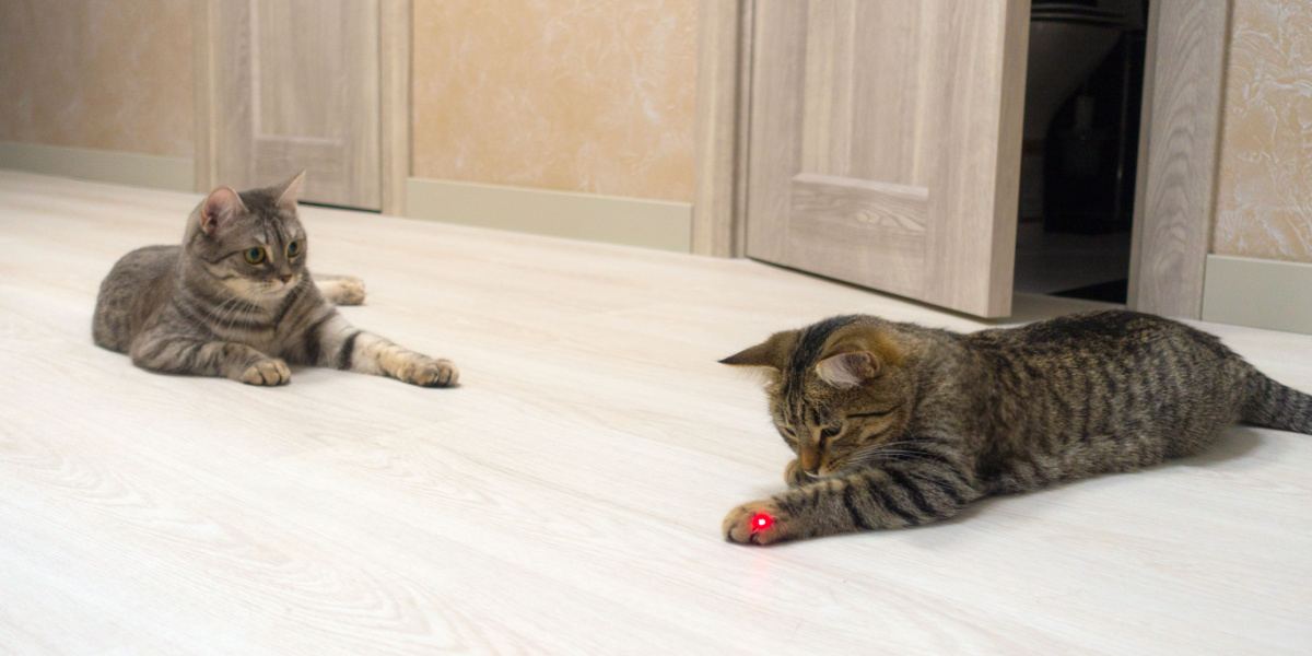 Zijn laserspeelgoed veilig voor katten?