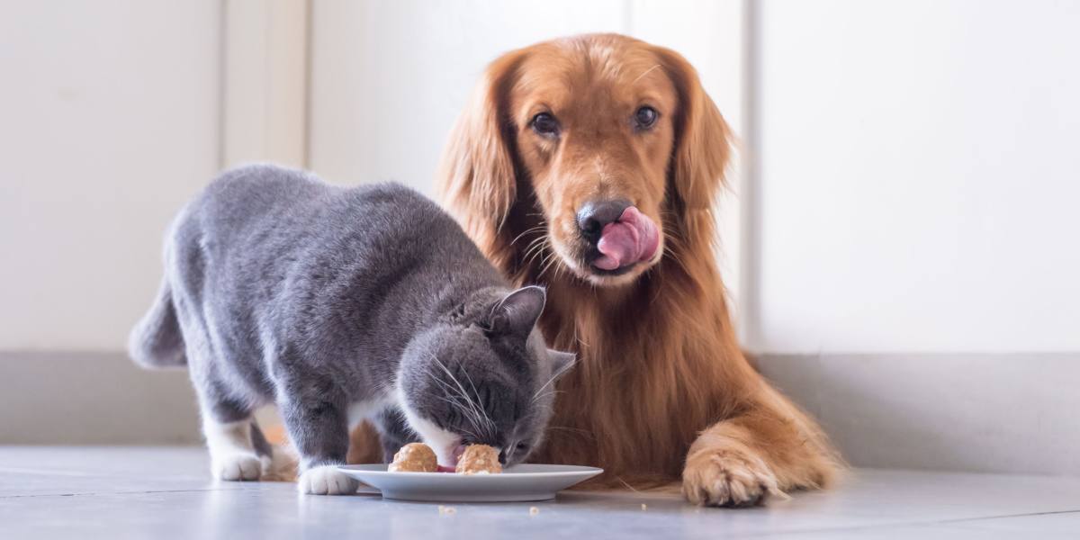 10 manieren om honden uit kattenvoer te houden