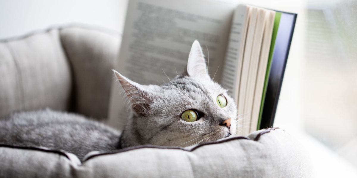 Grijze kat leest een boek