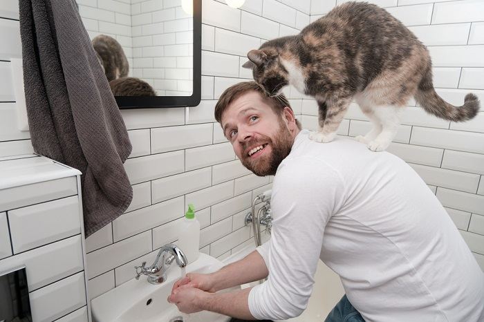 handen en kat wassen