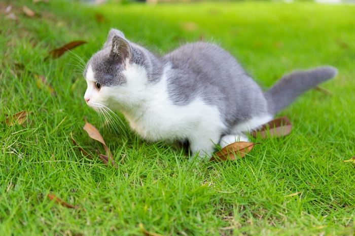 blauw-wit kitten plassend op het gras