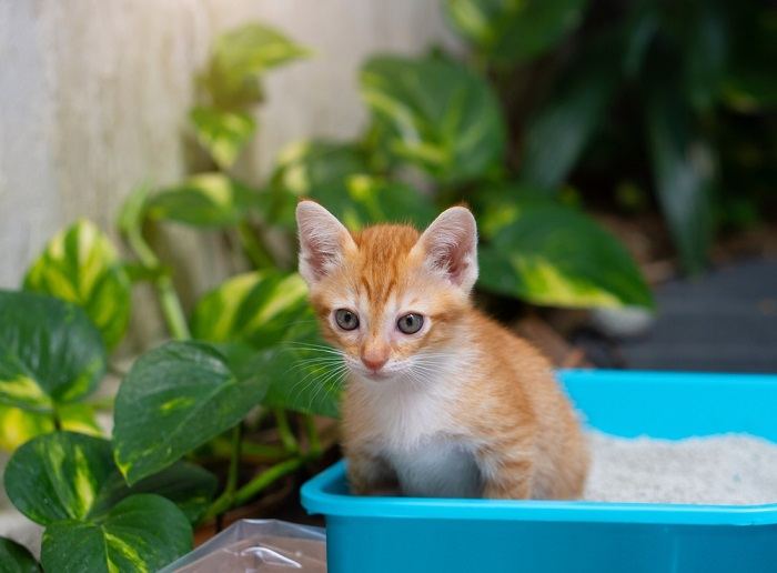 Kleine oranje kat die plassende kat op kattenbak zit