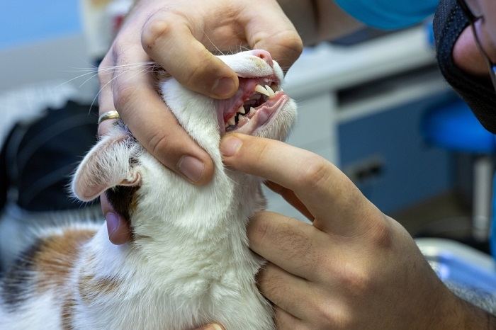 Dierenarts tandarts die kijkt naar rood en gezwollen tandvlees van een kat