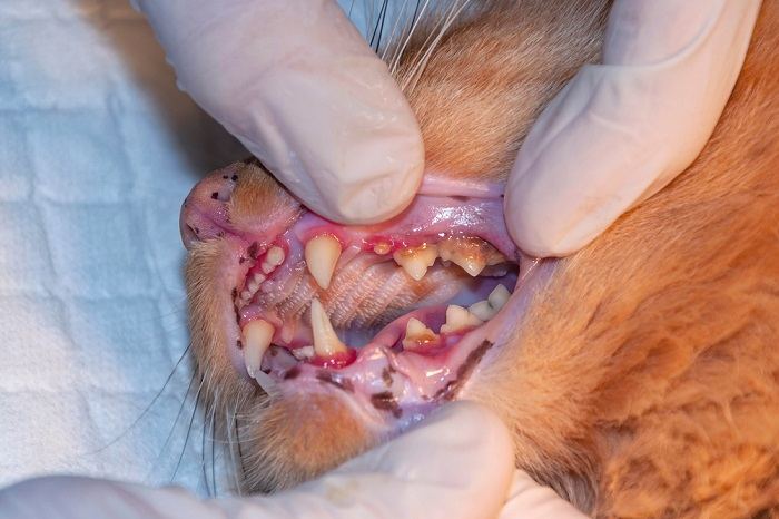 dierenarts die kattentanden in de kliniek onderzoekt