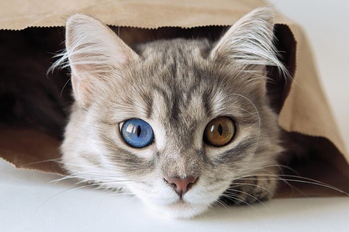 schattig-grijs-kat