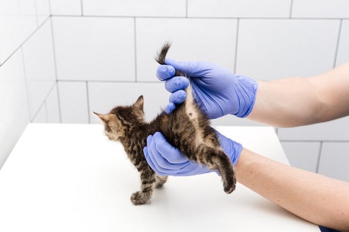 Controle en behandeling van kitten