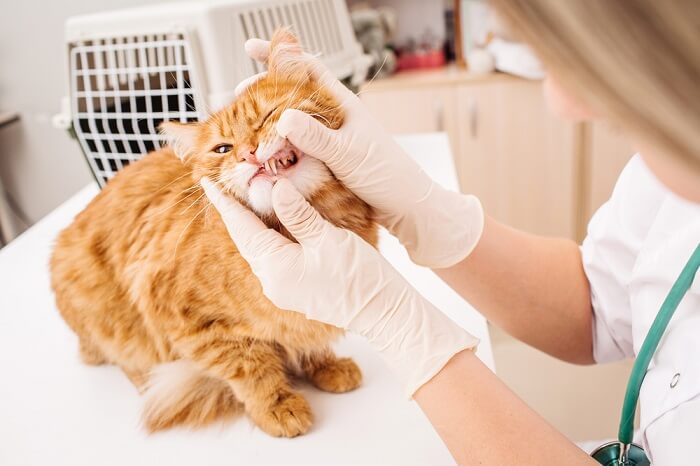 Kat die zijn tanden laat inspecteren