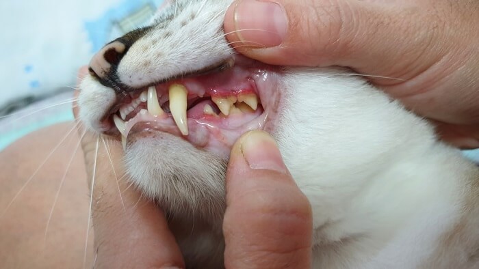 kijken naar het tandvlees van een kat tandziekte