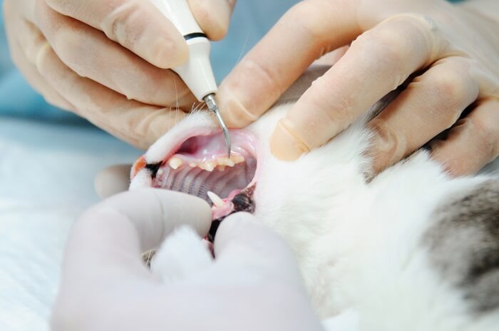 Dierenarts die de tanden van de kat inspecteert