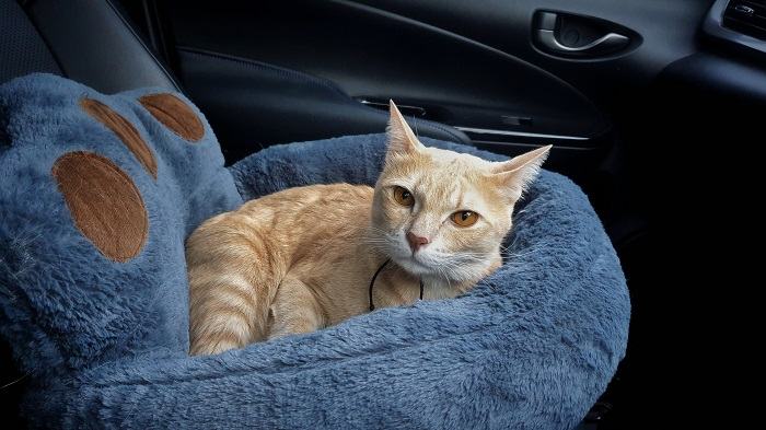 Kat in een zacht bed in een auto