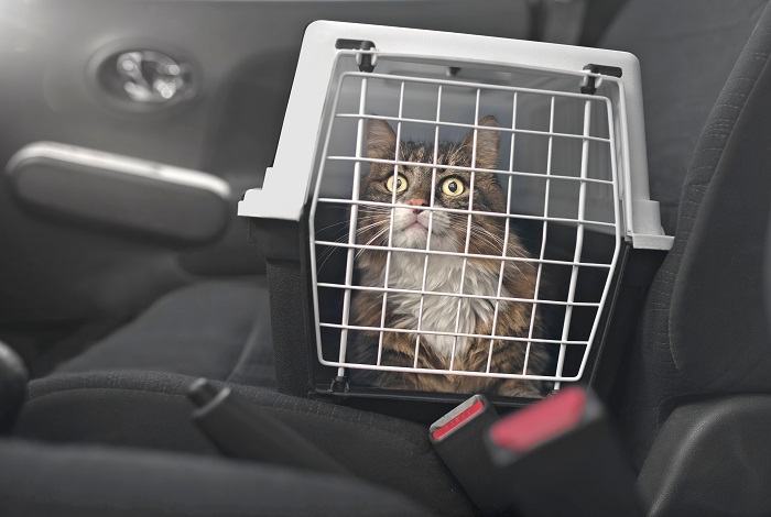 Kat in een reismand