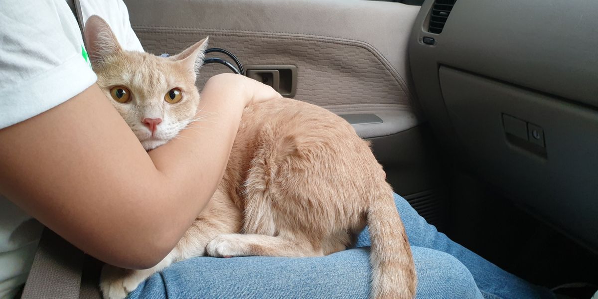 Kat op schoot in de auto