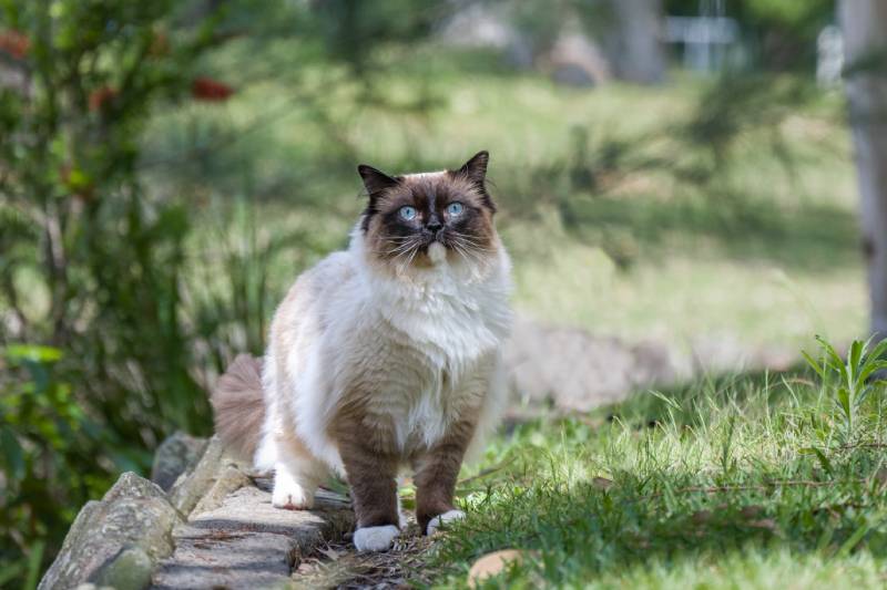 ragdoll kat met blauwe ogen die buiten in de natuur staat
