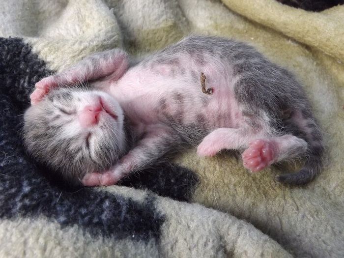 Neonatale kitten navelstreng