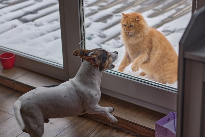 kat en hond in het raam