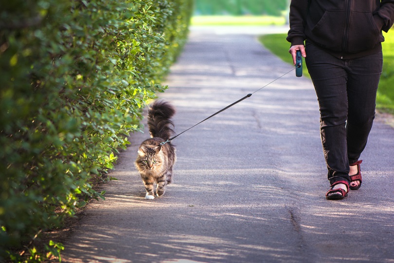Een vrouw met een kat aan de lijn die langs een pad in het park loopt