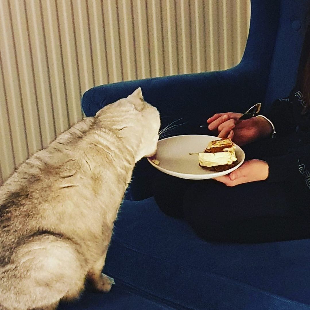 de kat eet de cheesecake van het bord