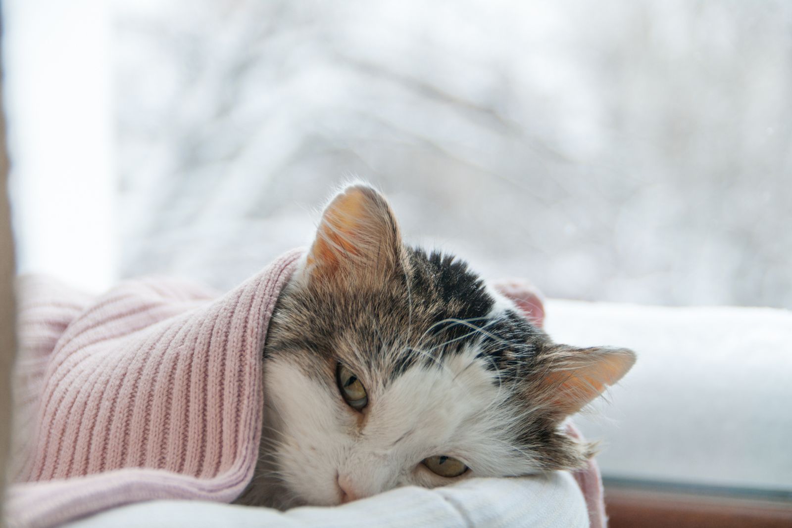 de zieke kat ligt bedekt met een deken