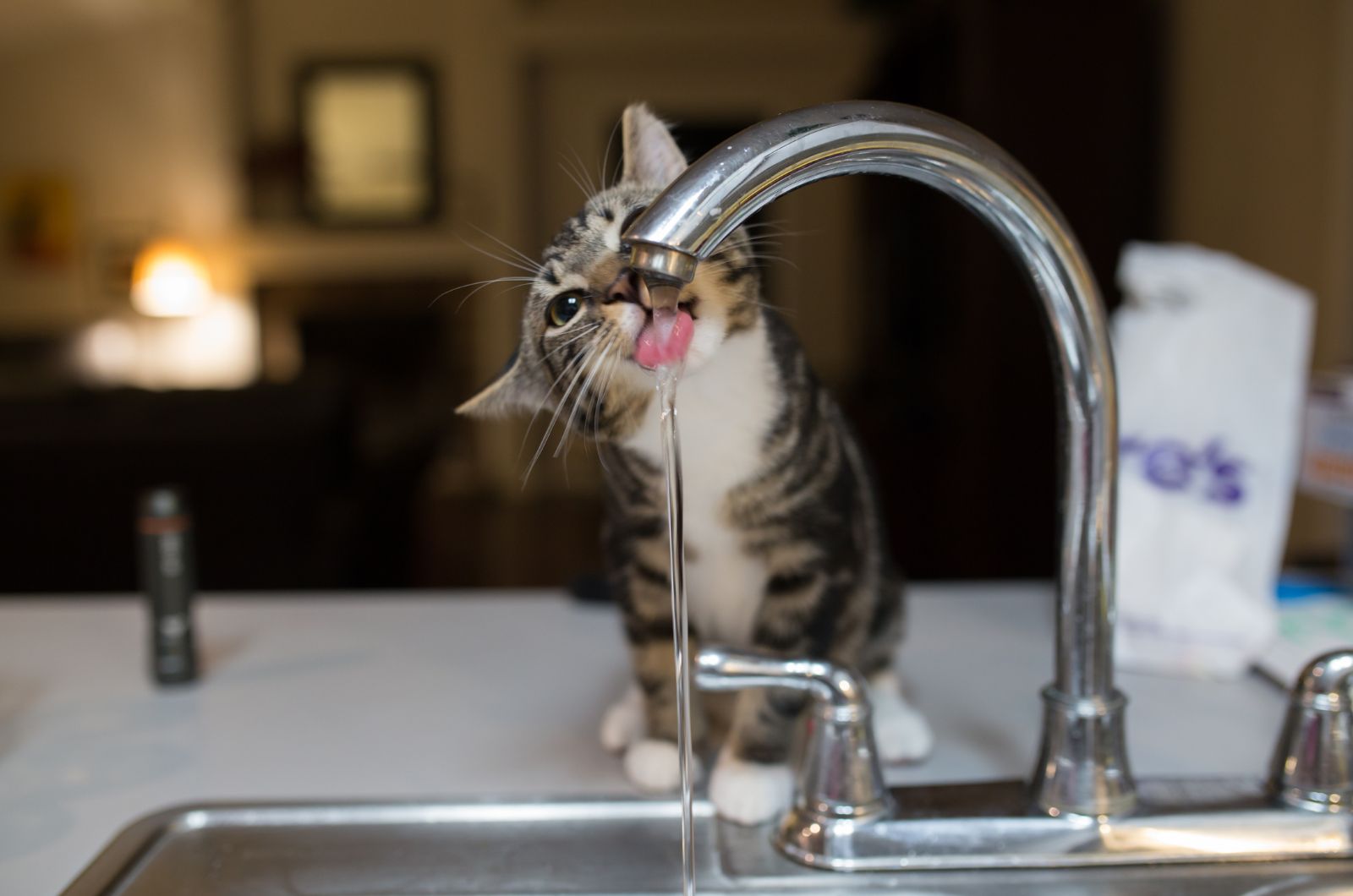 kat drinkwater uit gootsteen