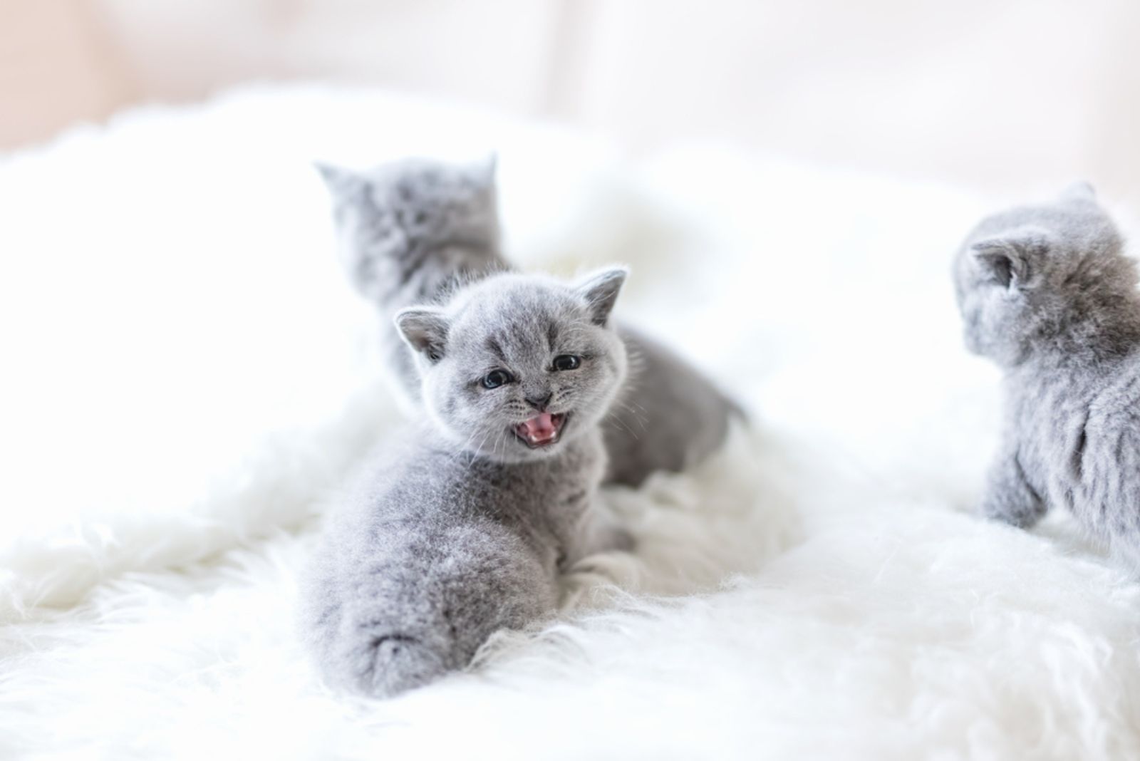 Klein grijs katje draait zijn hoofd om en miauwt en laat zijn tanden zien