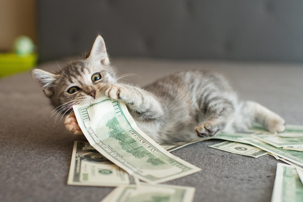kosten van huisdierenverzekering voor katten functie